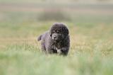 DOGUE DU TIBET 727